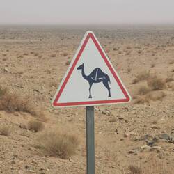 Dem Schild folgen doch tatsächlich Dromedare