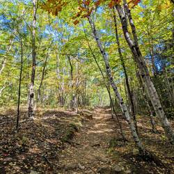 Beautiful walk through the forest. Especially nice as it hasn't rained in a while