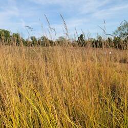 Iowa prairie grass