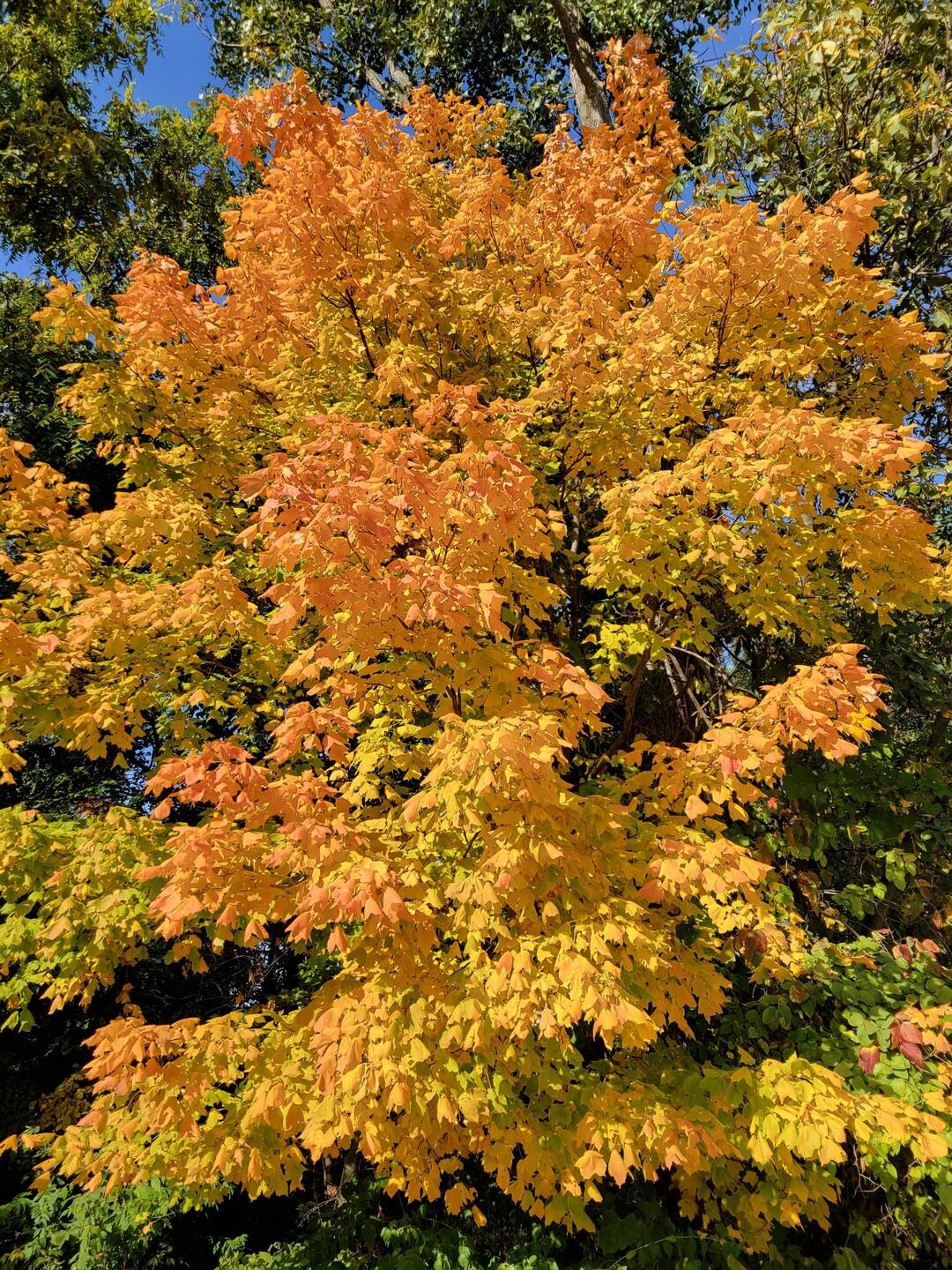 Not only do you see gold, but a little orange!