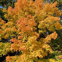 Not only do you see gold, but a little orange!