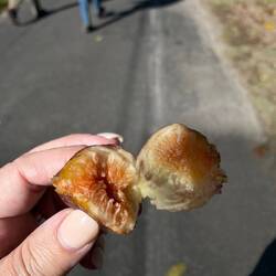 Fresh fig picked from a tree on the side of the road - so fresh and sweet