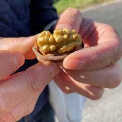 Picking and eating fresh walnuts