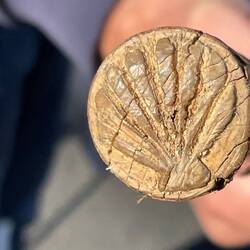 Jerome made his walking stick from walnut wood