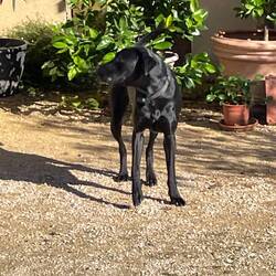 He barked at us but continued to wag his tail