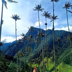 Valle de Cocora - Wachspalmenwald