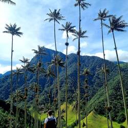 Die sind ja größer als ich - Wachspalmenwald im Valle de Cocora