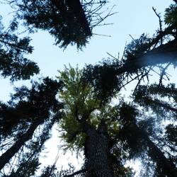 The light green of the cottonwood stands out against the other big trees