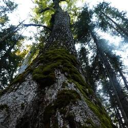 The oldest Cottonwood tree in the world