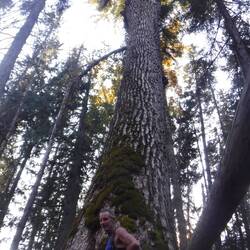 Finally found the Cottonwood Trees