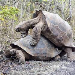 So funktioniert das also... 🐢❤️🐢