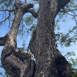 De fleste gemte sig i træerne