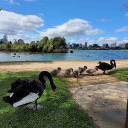 Albert park lake