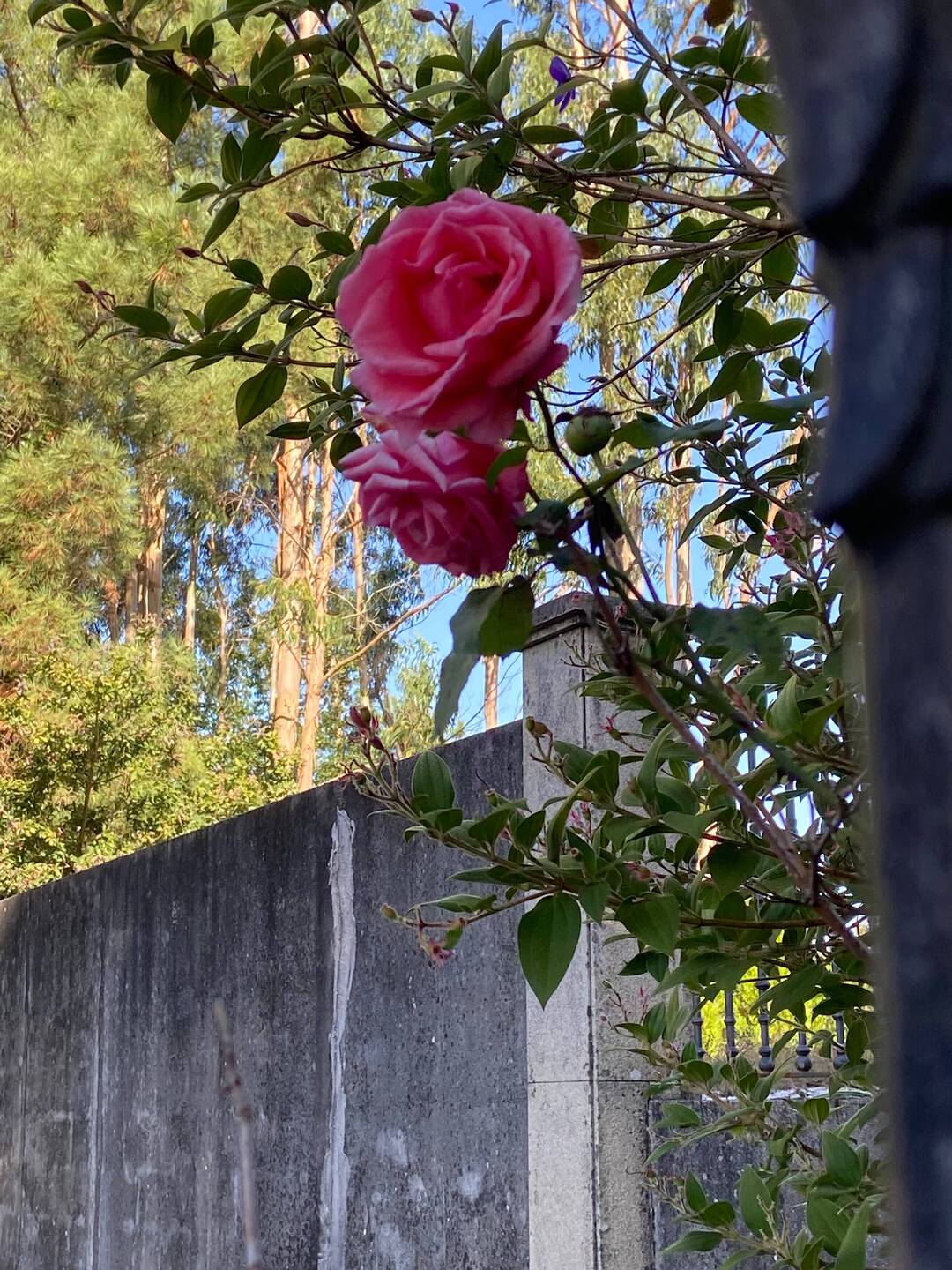 Camino rose