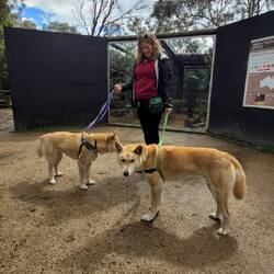 Dingo, Moon Lite Sanctuary