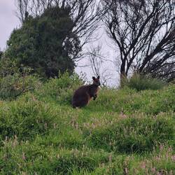 Wallaby selvatico