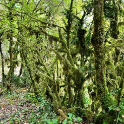 The moss covered trees were quite magical