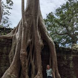 Ta Prohm Tempel mit einer Würgefeige.