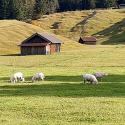 Buckelwiesen
