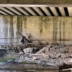 Watching the sheep under the bridge :-)