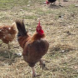 This rooster has attitude!