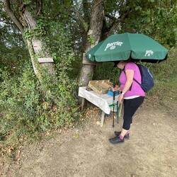Checking out the Chasselas Grapes