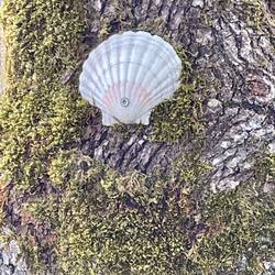 Follow that shell! Along with the red and white stripe the shells also maked the Way of StJames