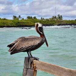 Pelikan auf Futtersuche 🐟