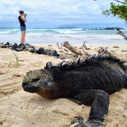 Hier finden wir die größten Meerechsen