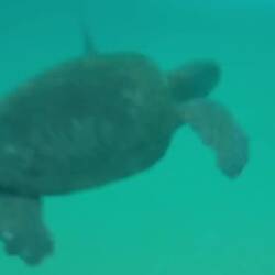 Schnorcheltour im eiskalten Wasser 🐢