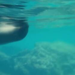 Verspielte Seelöwen 🦭