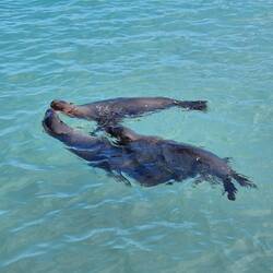 Na, wer tummelt sich denn hier? 🦭