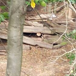 Ein schlafender Wolf im Tierpark