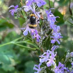 ....and lots os pollinators!