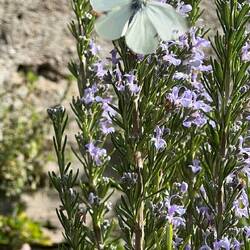 Told you it was sunshine and butterflies here!