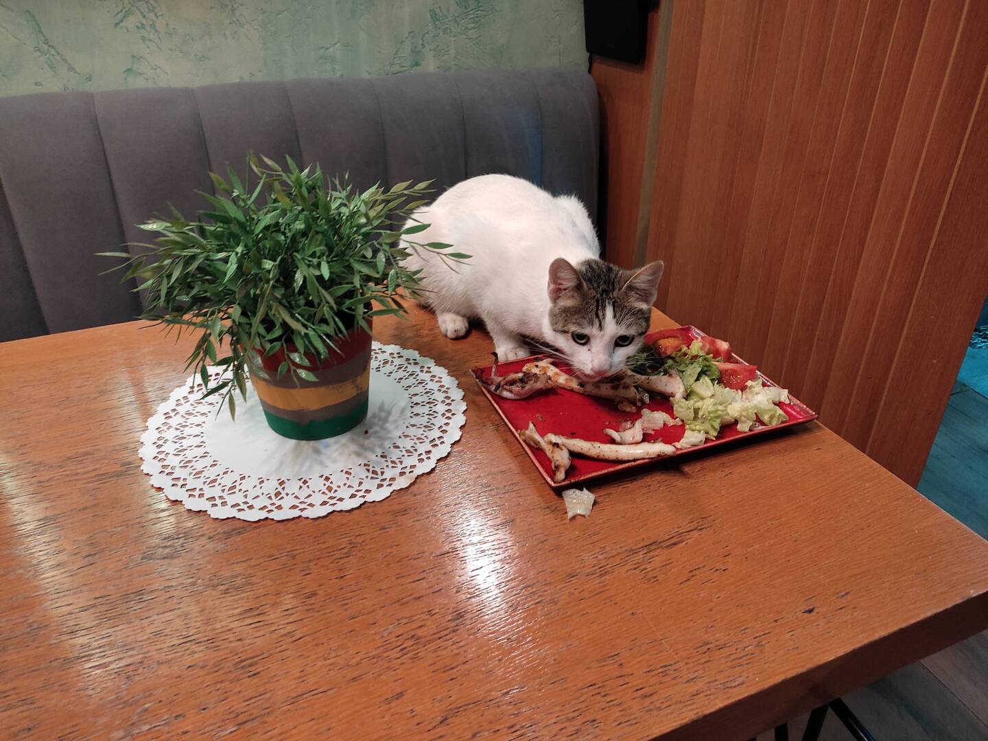 Gegrillter Oktopus - Schmeckte auch der Katze