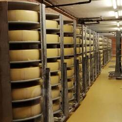 Käselaiber (ca. 75 kg) im Reifungskeller