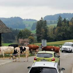 Die Kühe haben Vorfahrt.