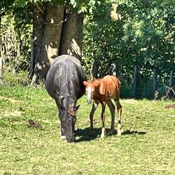 Mother and her foal