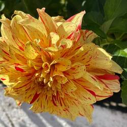 The flowers in this area were stunning