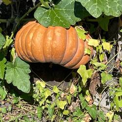Lots of large pumpkins