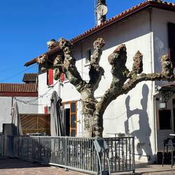 Pollarding of trees very popular in France