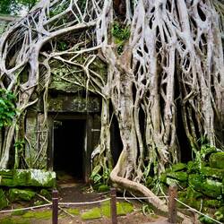The famous tree roots at Ta Phrom.