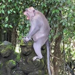 They could be aggressive towards some