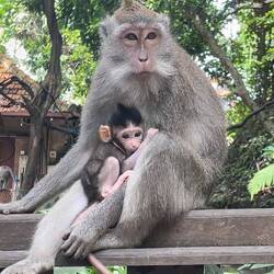 Fell in love with this momma and baby