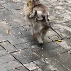 So many babies in the forest