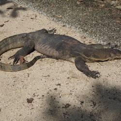 An insouciant monitor lizard casually hanging out on the walking path.