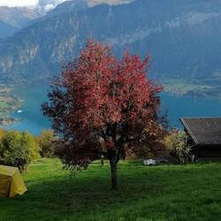 Herrliche Herbstfarben