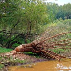 Eindeutig war Meister Biber am Werk!