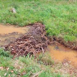 Ein Biberdamm direkt am Weg!